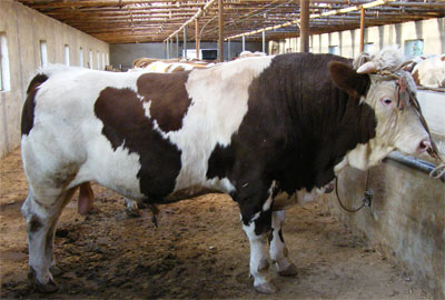 海福特牛